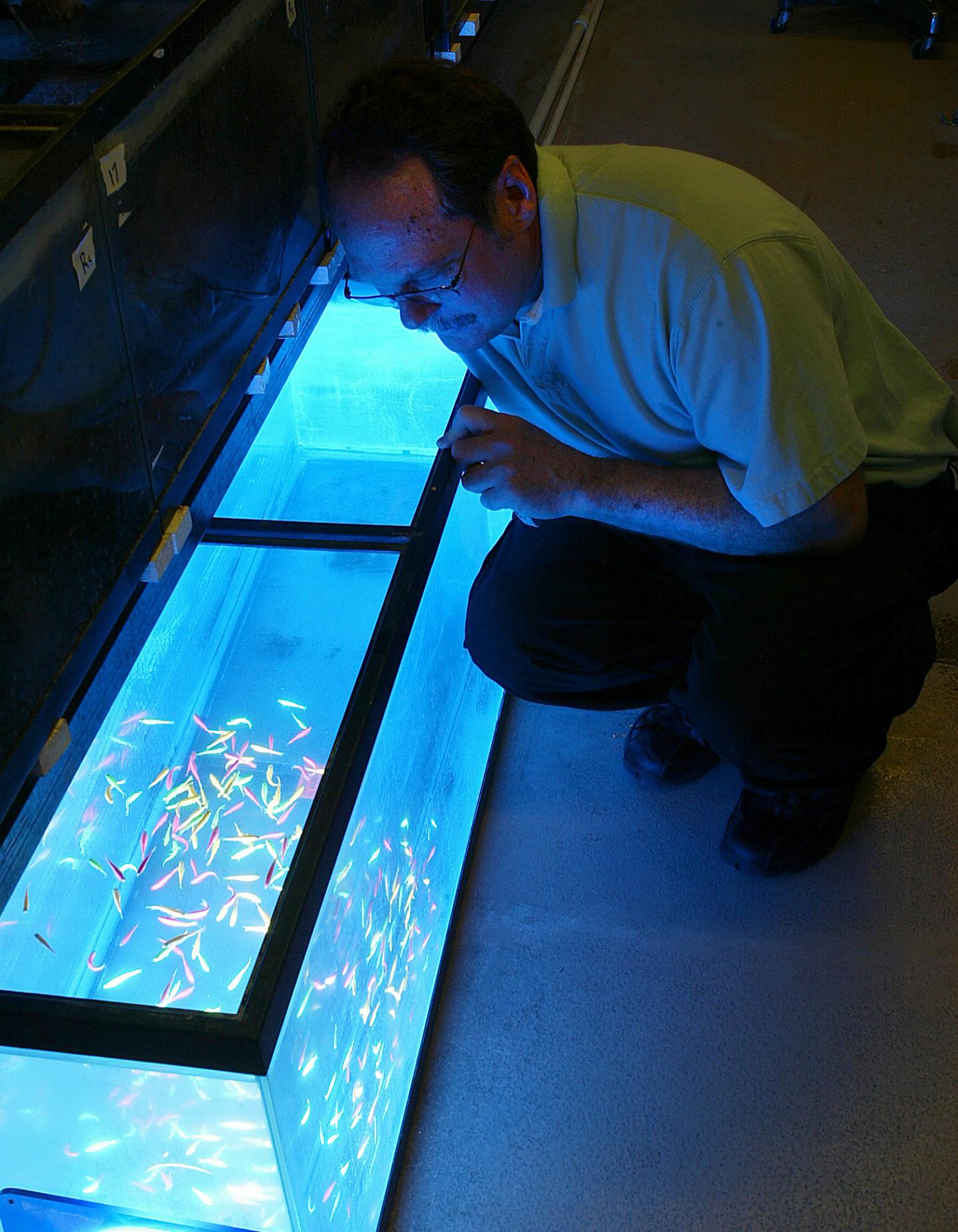 Mate Competition Ousts Transgene from Zebrafish Population