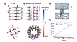 Biological and biomimetic nanochannels.