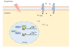 A model of PbERF3 interacting with PbHsfC1a activates PbNCED4 and PbPIP1;4 linked ABA and H2O2 signal to resistance to drought stress.