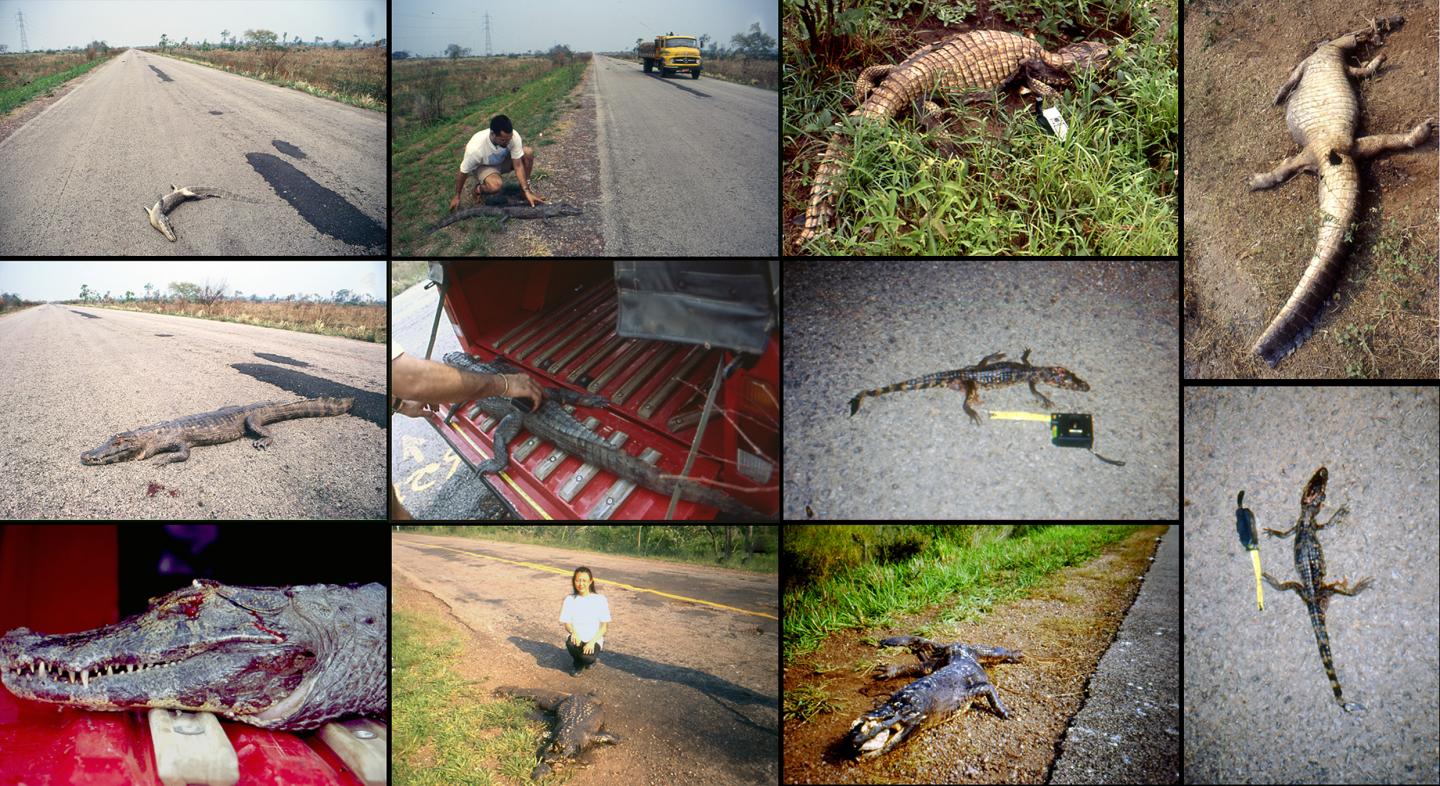 Roadkills on the BR-262 Highway