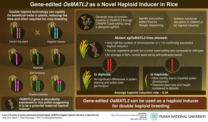 Phospholipase coding gene OsMATL2 drives haploid induction in japonica rice