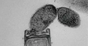 Minisyncoccus archaeiphilus strain PMX.108T