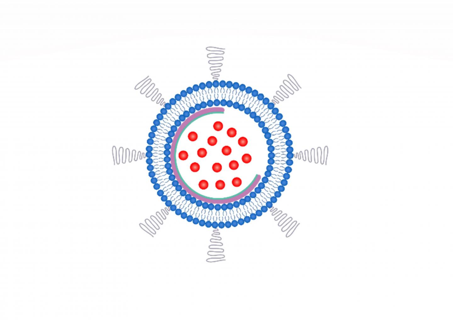 Nanobowls Serve up Chemotherapy Drugs to Cancer Cells