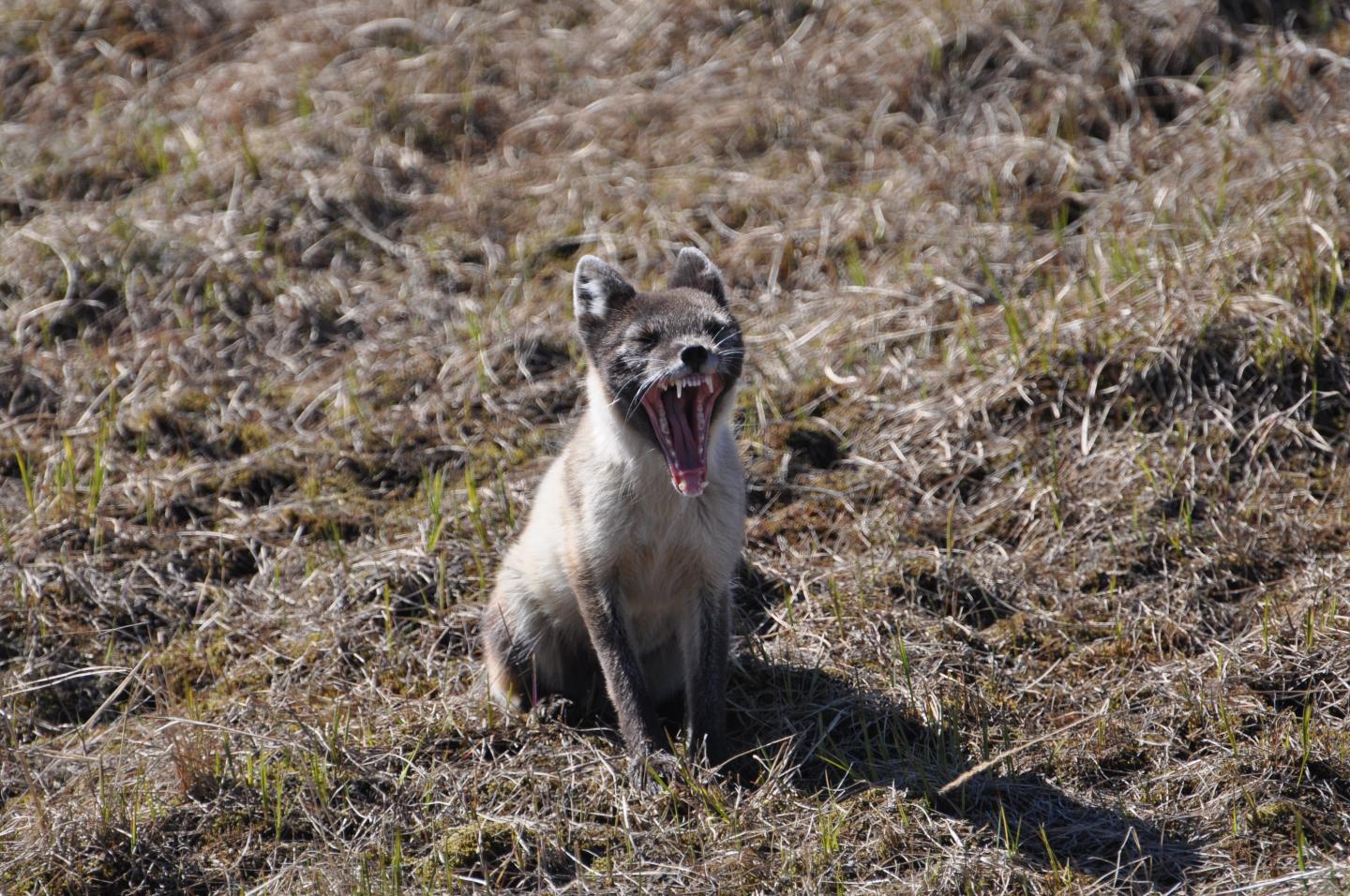 arctic fox 2