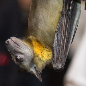 African straw-colored fruit bat