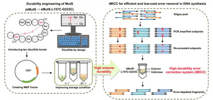 A newly developed low-cost method provides a highly efficient way to reduce DNA errors