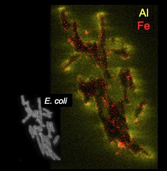 Chemically Reduced Iron and Aluminum Attack <i>E. coli</i> Cells