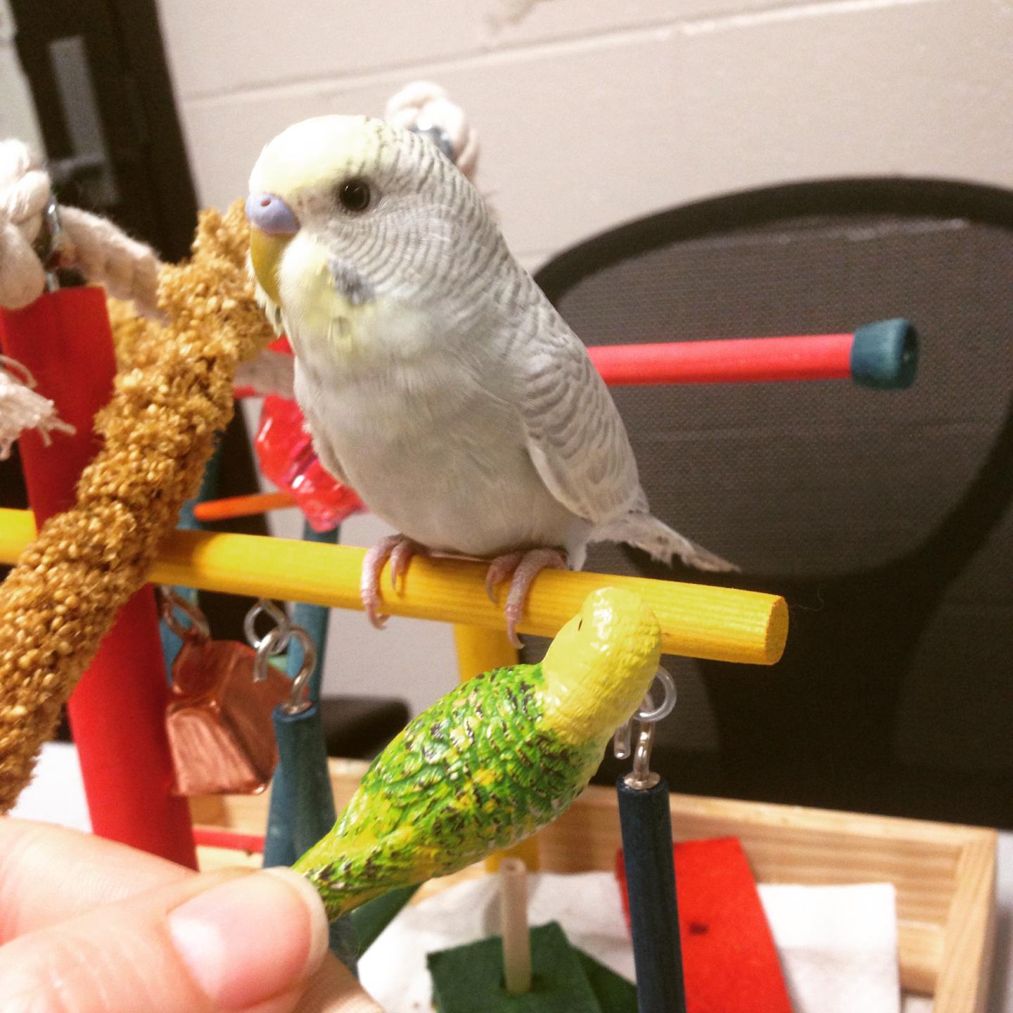 Budgerigars Can Identify Spoken Sounds without Prior Exposure to Human Speech