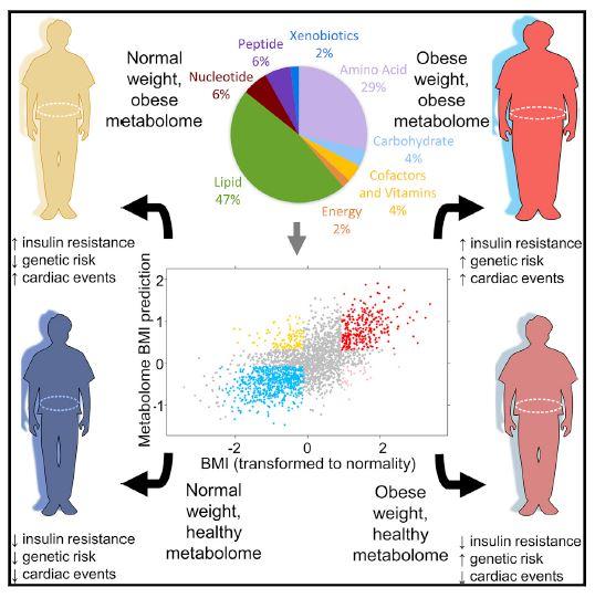 Metabolome and Obesity Graphical Abstract