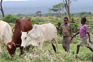 Boran Cattle in Africa