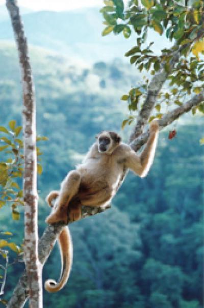 Global Warming Cycles Threaten Endangered Primate Species (1 of 3)