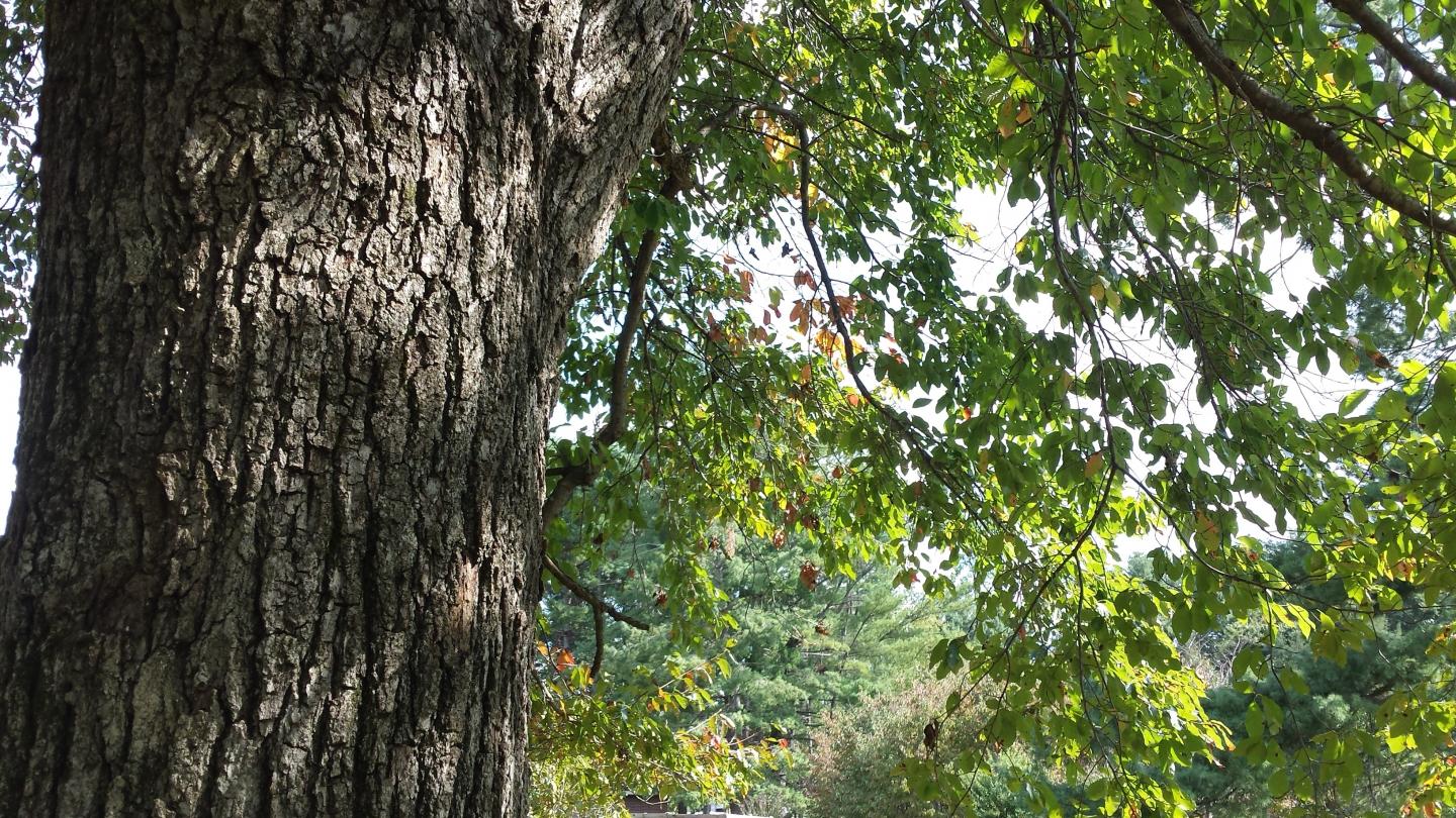 Black Gum Tree, Nashville, TN