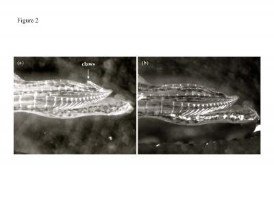 Male Guppy Genitalia with and without Claws
