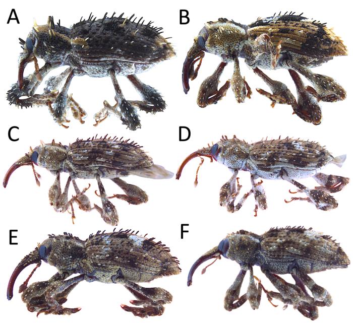 The newly discovered Acicnemis ryukyuana (A) and other Acicnemis species found in Okinawa. A) Acicnemis ryukyuana, B) Acicnemis postica, C) Acicnemis azumai, D) Acicnemis exilis, E) Acicnemis maculaalba, and F) Acicnemis kiotoensis.