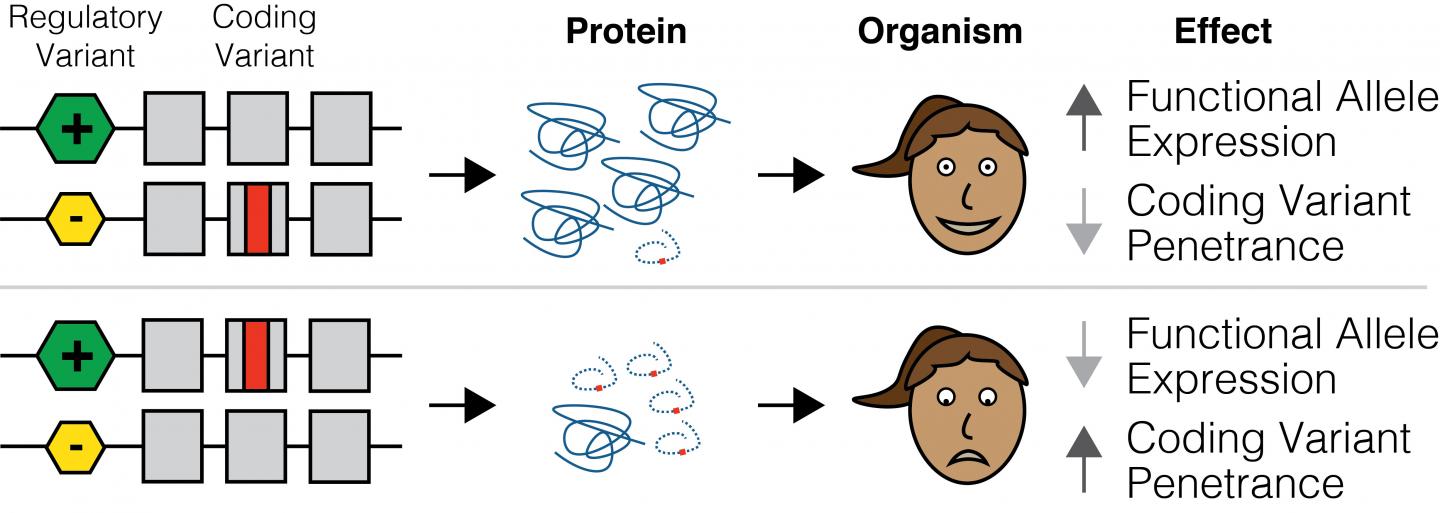 Figure 1: Regulatory Variants as Modifiers of Coding Variant Penetrance