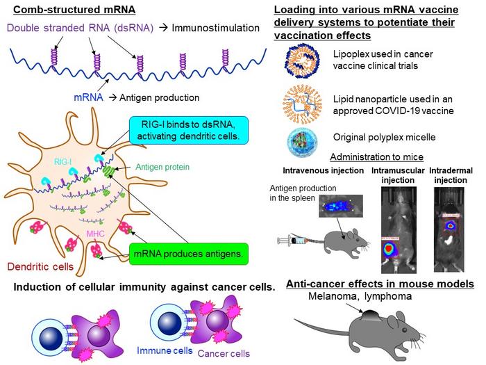 Cellular Immunity of "Comb-structured mRNA"