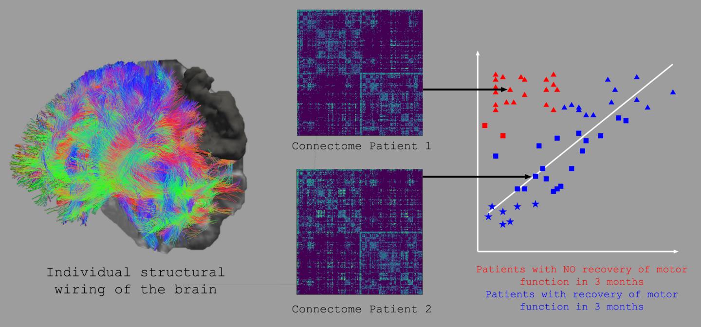 MRI-based techniques are used to determine the individual structural wiring of the brain and the underlying connectome