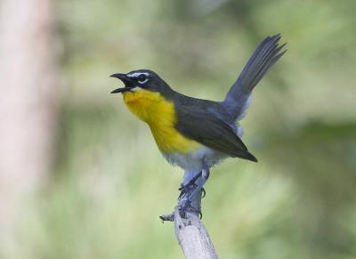 Yellow-breasted Chat