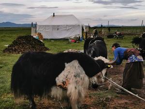 A pastoralist tends to her livestock