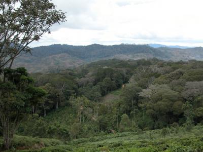 A Need for Local Authority in Tropical Forests (4 of 5)