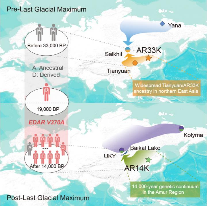 Overview of population dynamics in northern East Asia before and after the Last Glacial Maximum