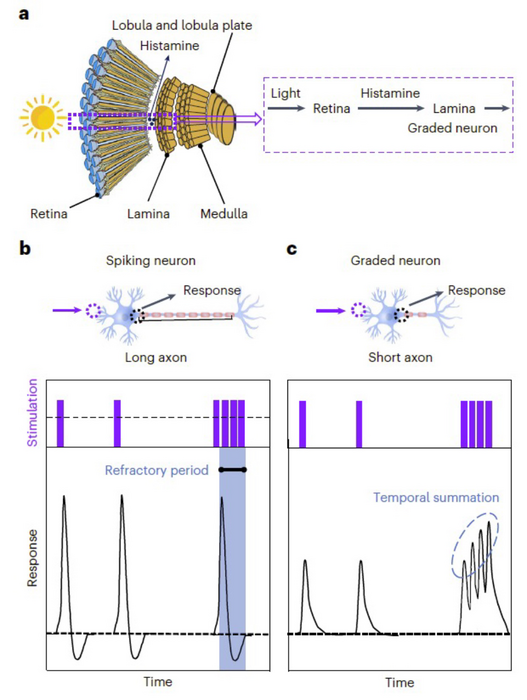 The structure (top) and response characteristics (bottom) of a spiking neuron and a graded neuron. A graded neuron can respond to sequential stimulation with nonlinear temporal summation characteristics.