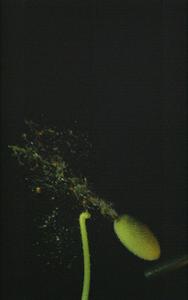 Squirting cucumber, photo