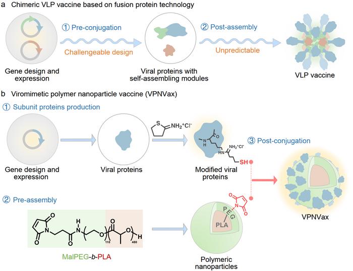 Schematic illustration of the preparation process of Chimeric VLP vaccine based on fusion protein technology and VPNVax