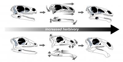 Plant-Eating Dinosaur Skulls Evolve Over Time