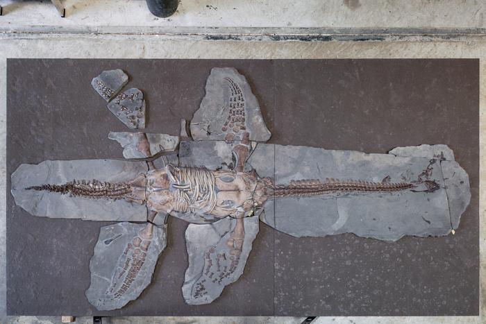 Skeleton of the new plesiosaur at the Urwelt-Museum Hauff in Holzmaden, Germany.