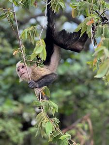 Capuchin monkey