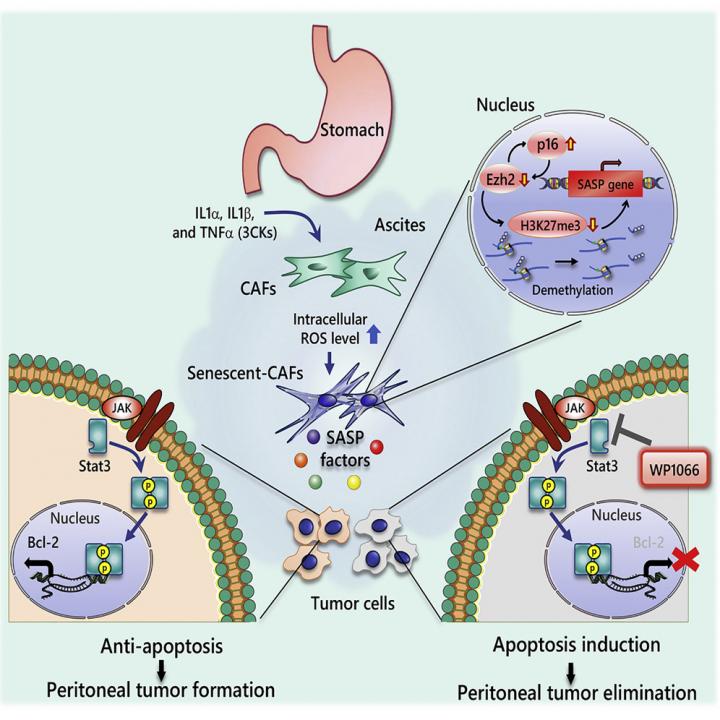 Molecular mechanisms of increased peritoneal dissemination of cancer