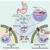Molecular mechanisms of increased peritoneal dissemination of cancer