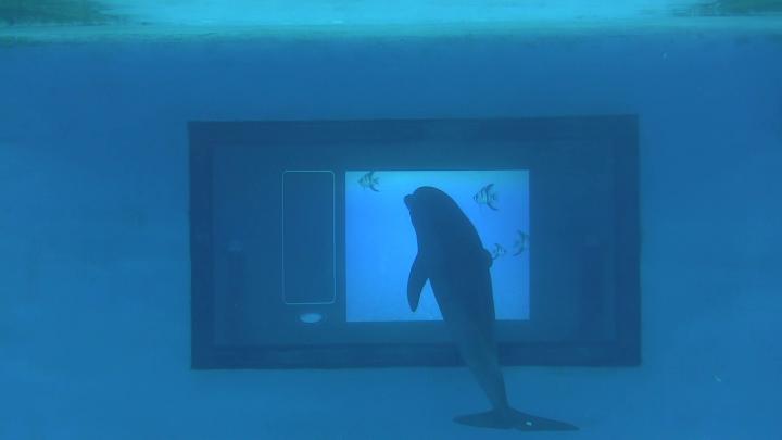 Dolphin Touchscreen (1 of 2)