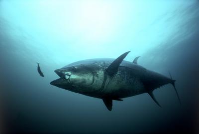 Bluefin Tuna Strike