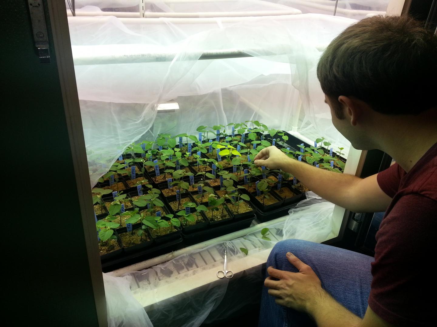 Aphids in Growth Chamber