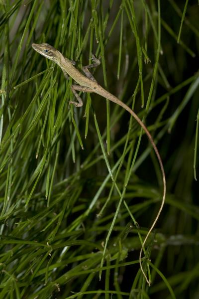 <i>Anolis alutaceus</i>