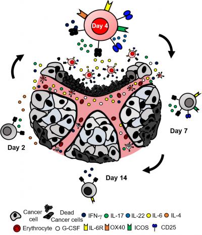 Th17 Cell Therapy Diagram