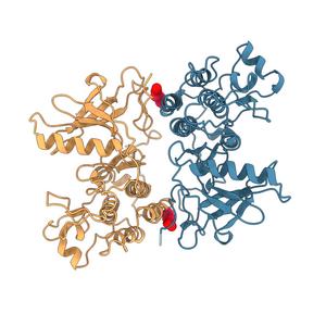 Rendering of interface in the mutant EGFR studied