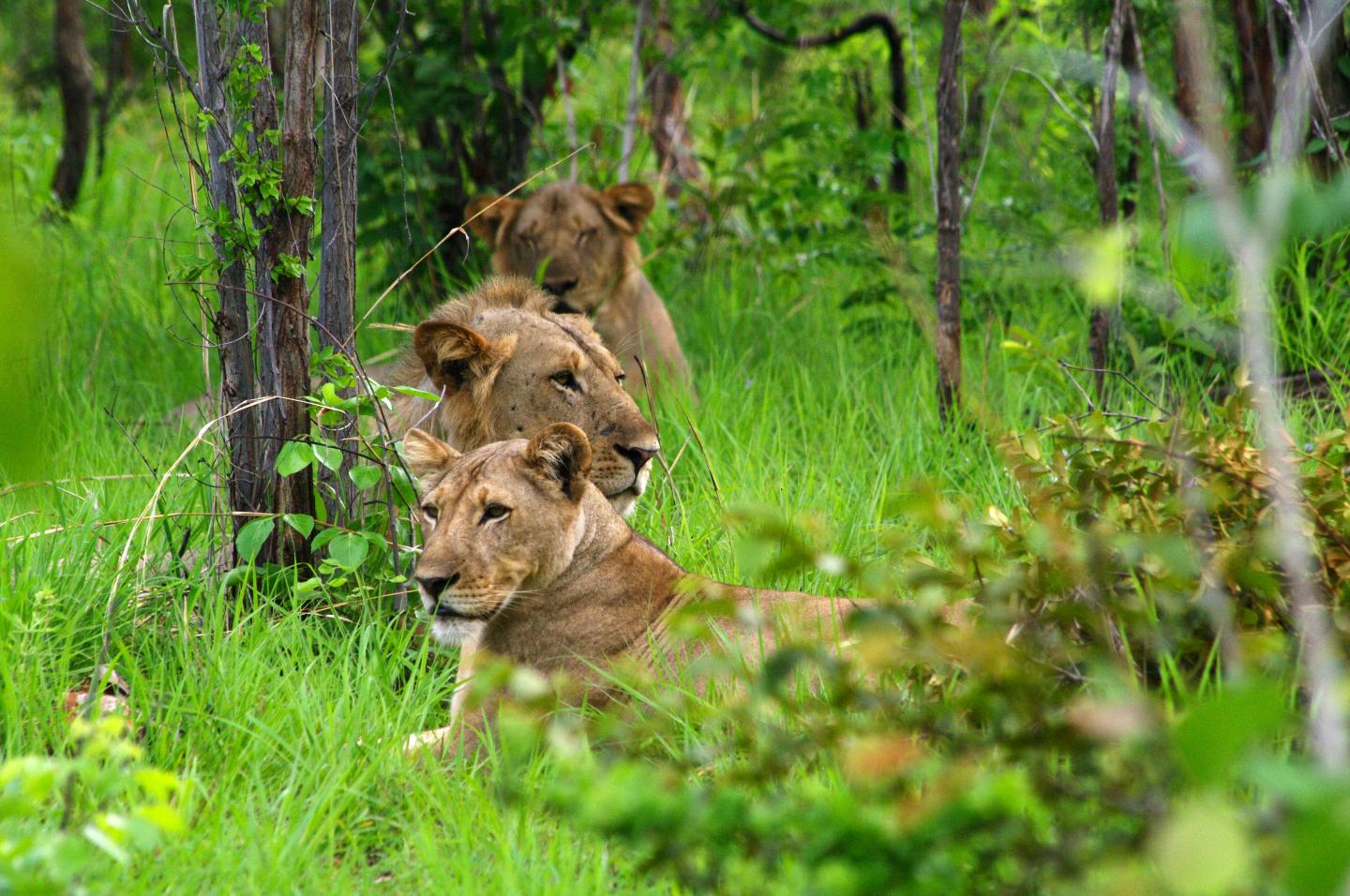 African Protected Area Saving Endangered Megafauna