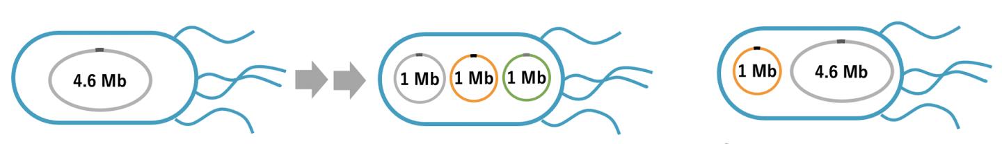 Chromosome splitting