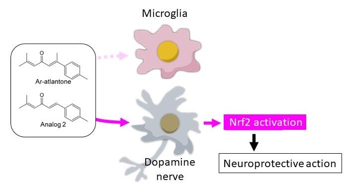 Dopaminergic neuroprotective mechanism of ar-atlantone and analog 2 in rat midbrain slice cultures