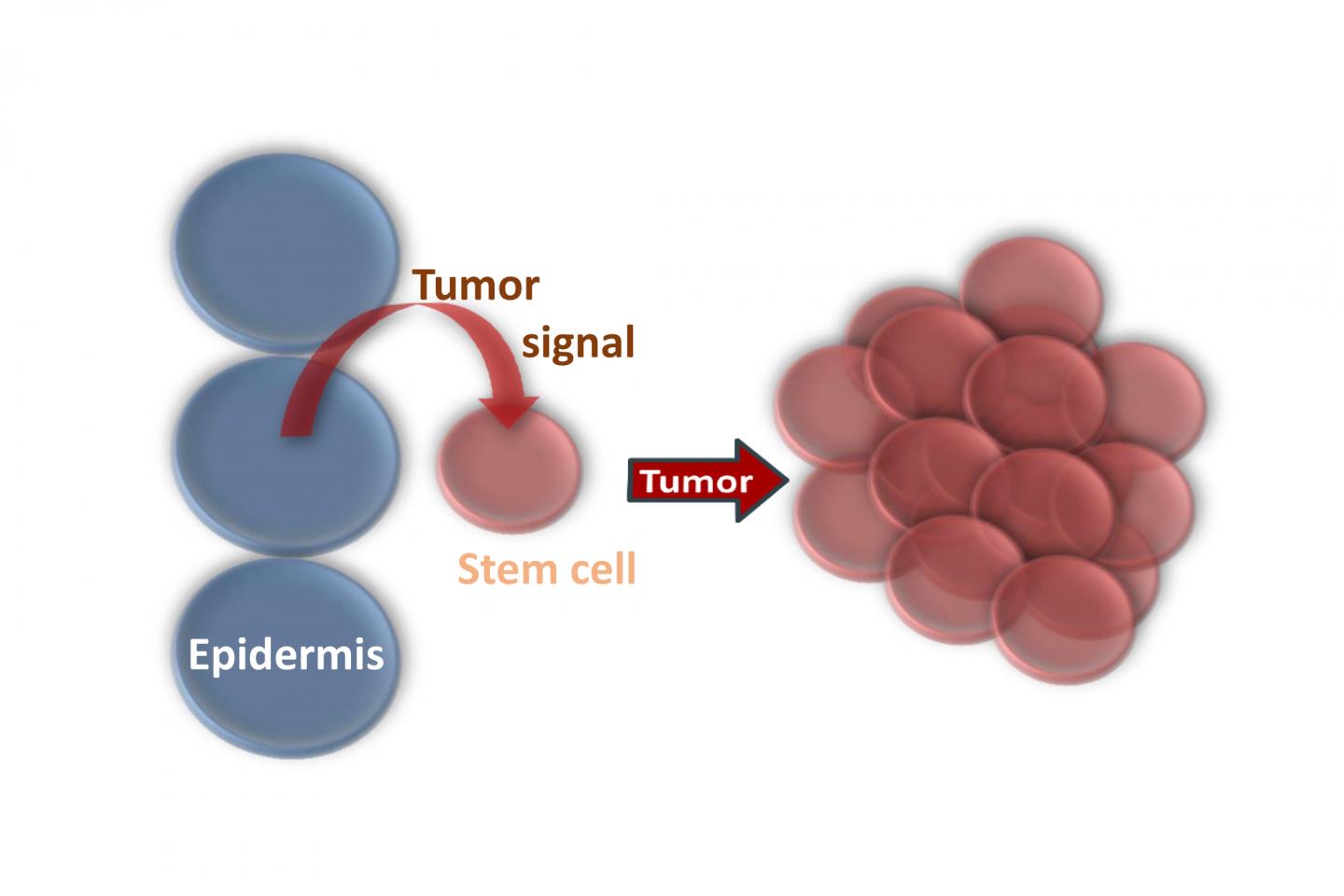Tumor Induction from a Distanc [IMAGE] EurekAlert! Science News Releases