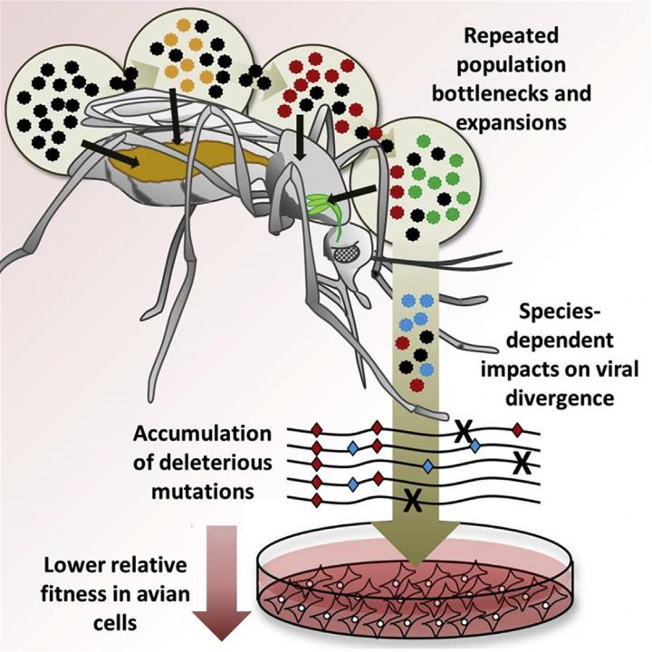 Viral Bottlenecks During Mosquito Transmission