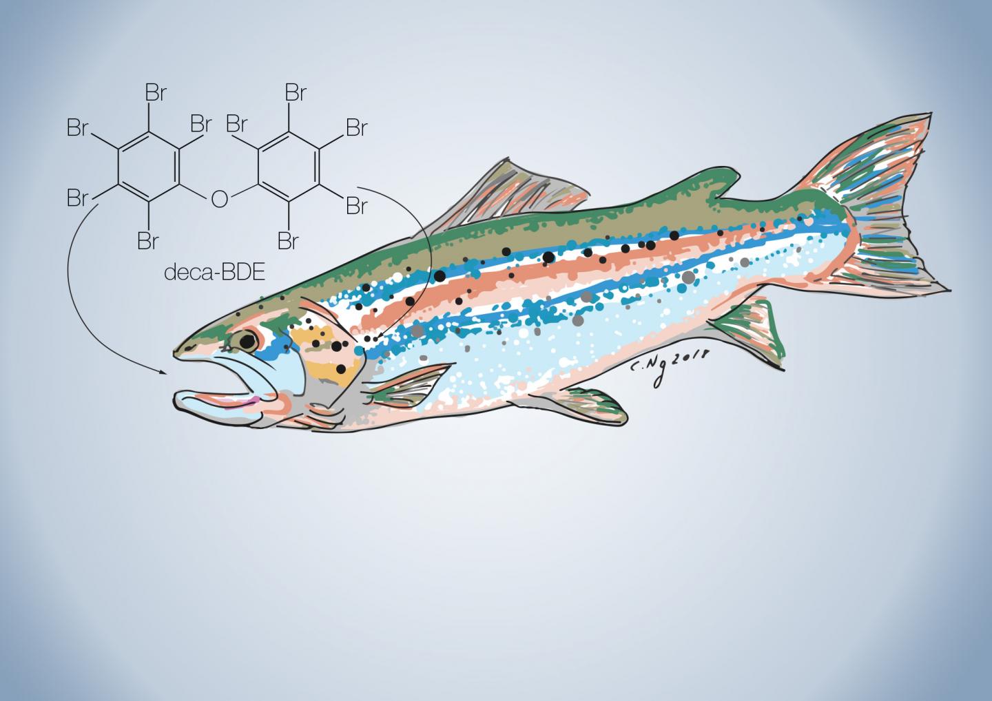 PBDEs in Salmon