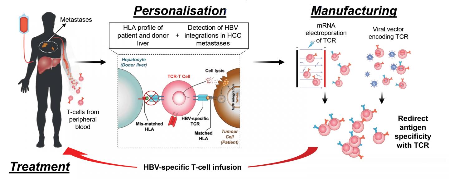 New approach for potential treatment of liver