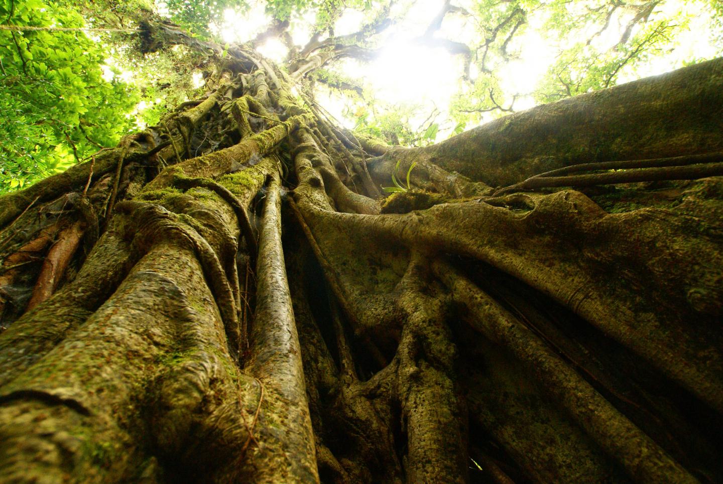 Inside a Cloud Forest