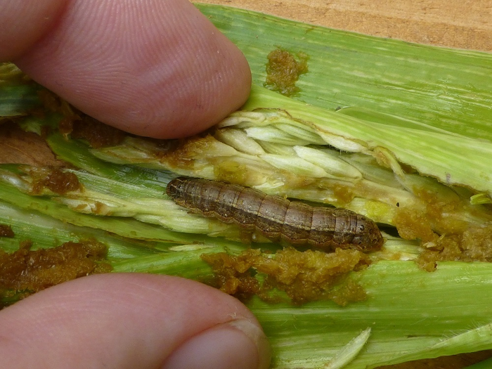 The fall armyworm (Spodoptera frugiperda) is a serious pest of several crops, particularly maize and other cereals