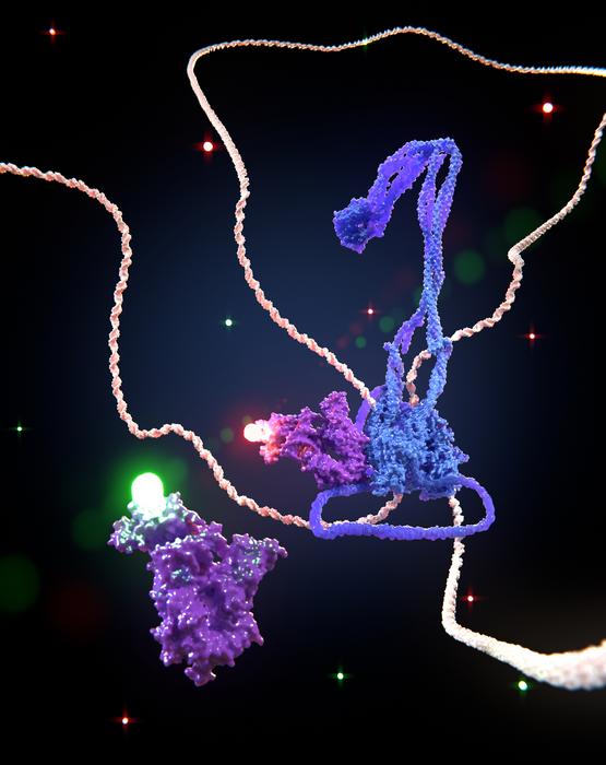 DNA being folded into a loop by an SMC motor called cohesin (in purple/blue).