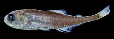 A Preserved Specimen of the Blue Lanternfish